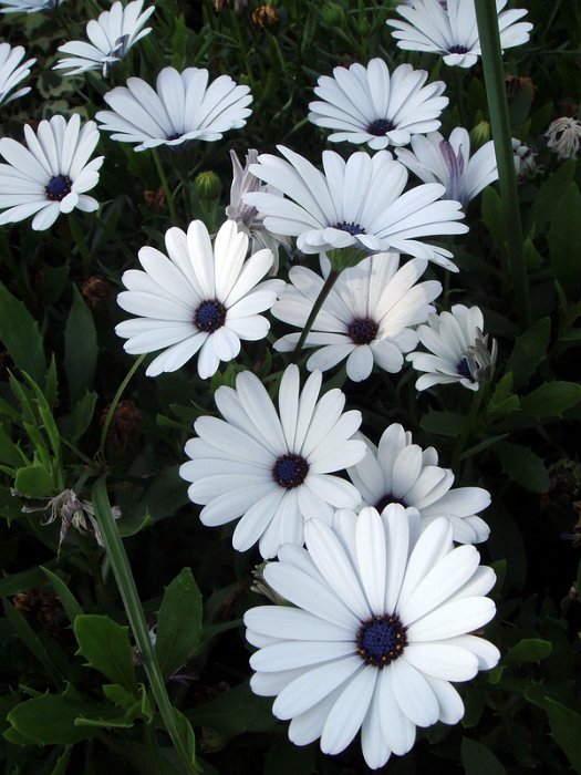 Osteospermum ecklonis 'Serenity White' fleur